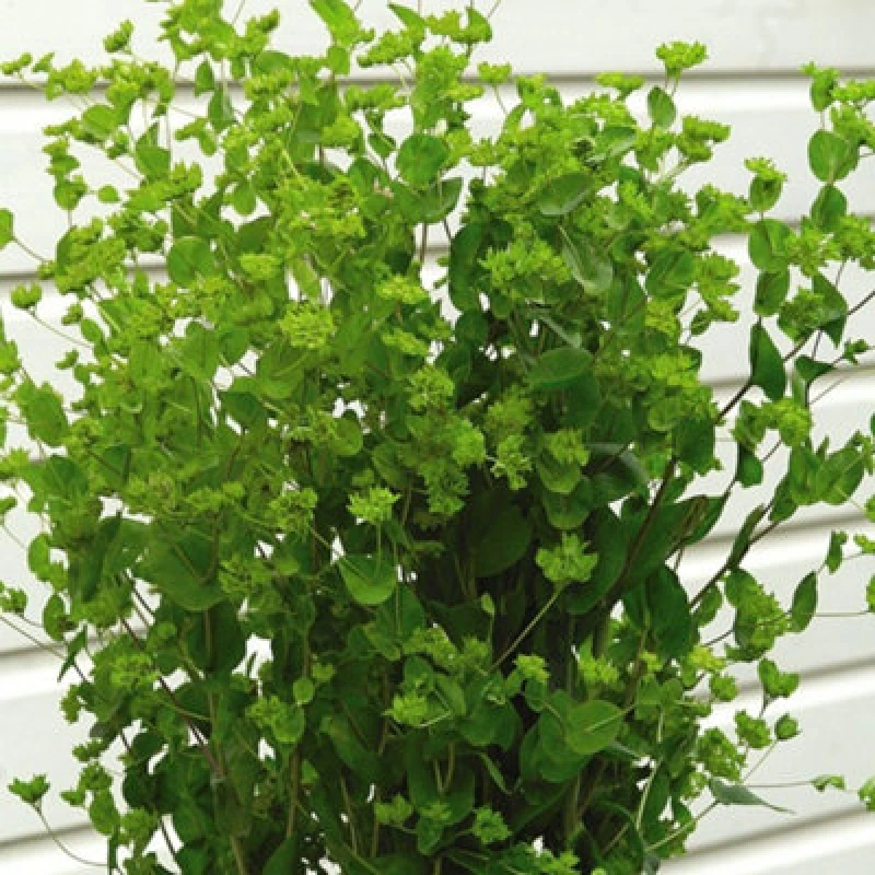 Image of Thompson & Morgan Bupleurum Rotundifolium Green Gold 1 Seed Packet