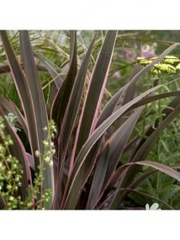 Image of Phormium Sundowner Pink 5L Pot
