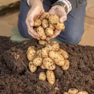 Image of Yougarden Complete Patio Potato Growing Kit