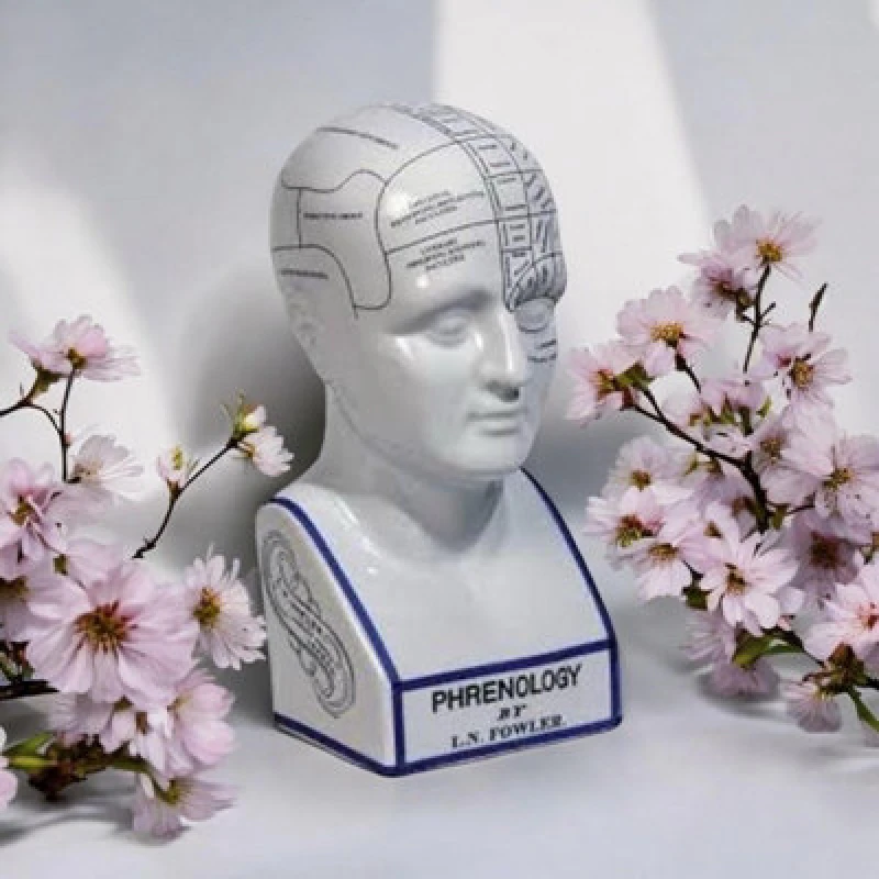 Image of Minster 16" Phrenology Head Ornament - Ceramic - L15 X W15 X H40 Cm