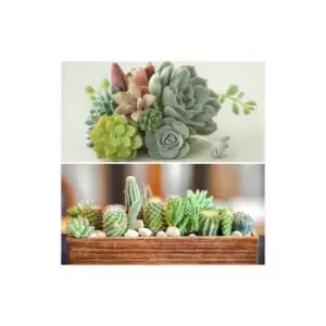 Image of Indoor Mix 6 Succulents & 6 Cacti 5.5cm pots