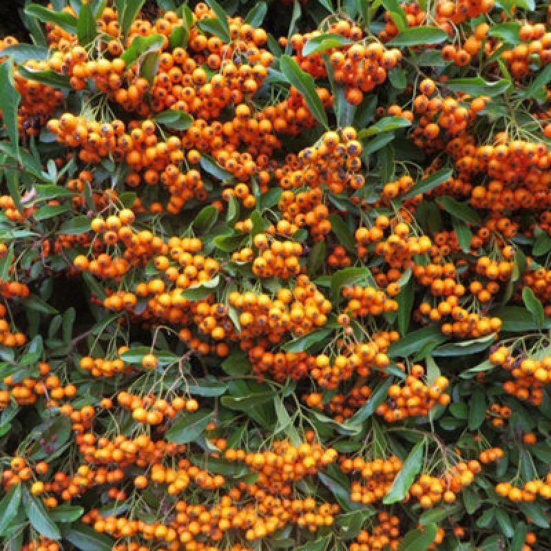 Image of Thompson & Morgan Pyracantha Firelight 9Cm Potted Plant X 2
