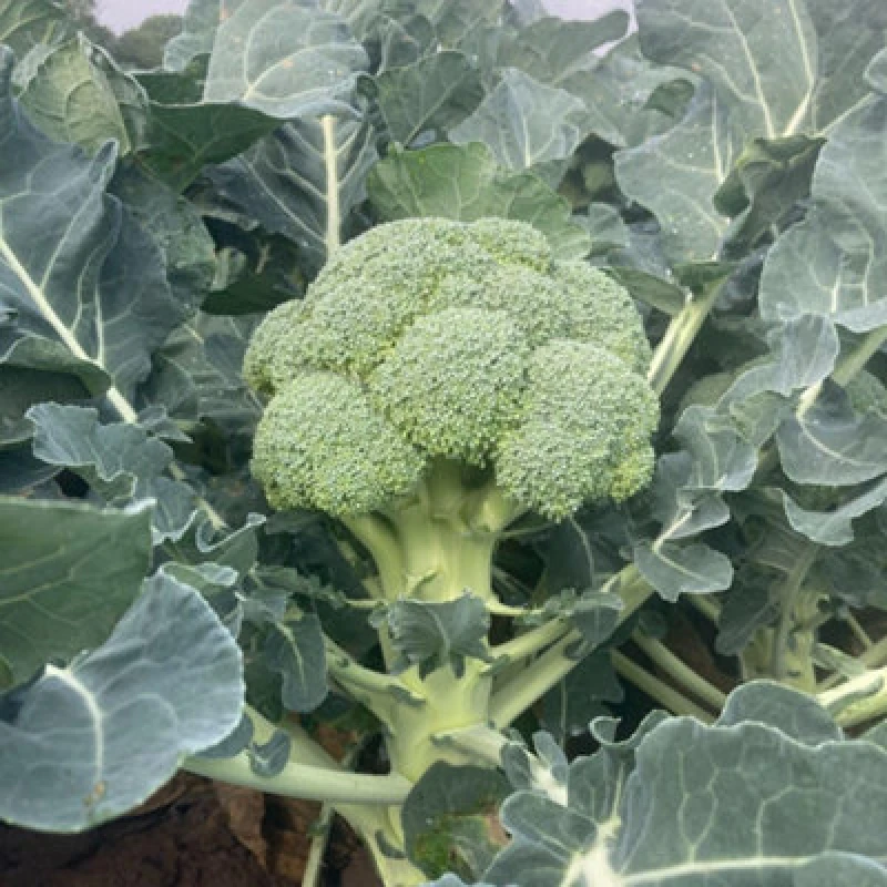 Image of Thompson & Morgan Broccoli Titanium F1 Calabrese Seeds Long Stems Reduced Head-Rot Excellent Holding (25 Seeds)
