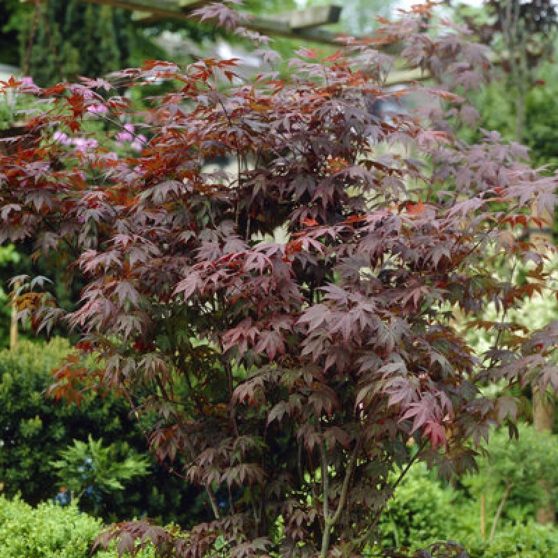 Image of You Garden Yougarden Japanese Red Maple Acer Palmatum 'atropurpureum', Red Leaves In 10.5Cm Pot, Autumn Colour, Deciduous Plant