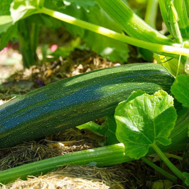 Image of Thompson & Morgan Zucchini Courgette Seeds - Sweet Dark Green Bush Variety - 10 Seeds