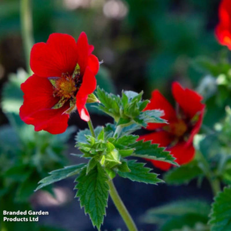 Image of Thompson & Morgan Potentilla Thurberi Monarchs Velvet - 1 X Packet Of 75 Seeds