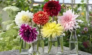 Image of Dahlia Dinner Plate: AC Dark Horse/One