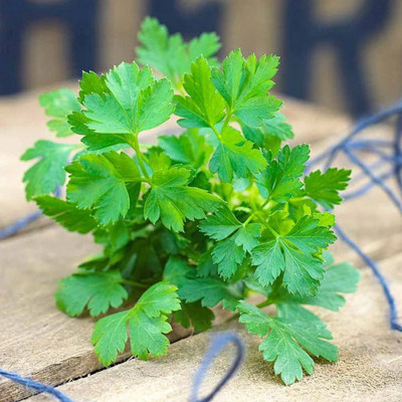 Image of Thompson & Morgan Organic Herb Parsley Flat Leaved 1 Seed Packet