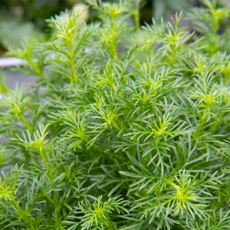 Image of Thompson & Morgan Tagetes Dropshot Unique Liquorice Herb - Edible Foliage Annual Culinary Herb For Pots & Chefs - 15 Seeds