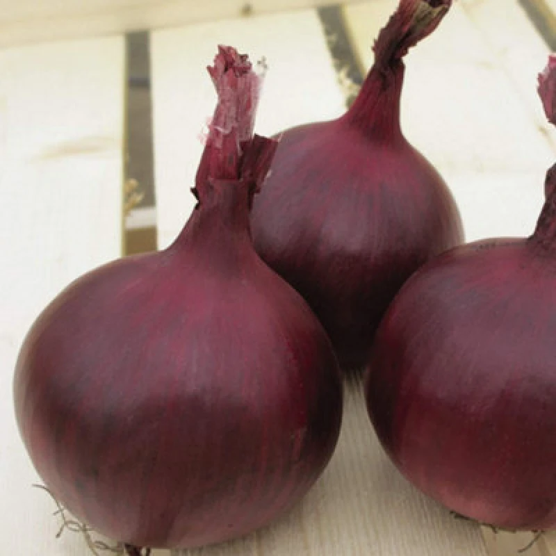 Image of Thompson & Morgan Onion Red Herald 1 Seed Packet