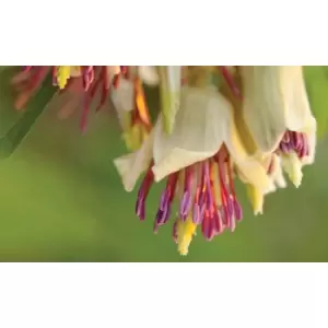 Image of Thompson & Morgan Thompson and Morgan Clematis Napaulensis 7cm Pot x 3