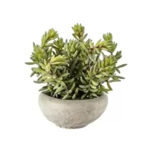 image of Crossland Grove Sedum Green W/ Cement Bowl Small 100X100X150Mm