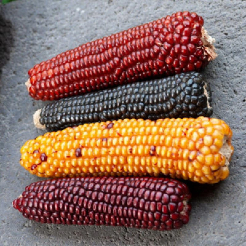 Image of Thompson & Morgan Zea Mays Baby S Fingers Ornamental Corn Seeds - Mixed Colors For Autumn Decor & Floral Displays - 1 Packet