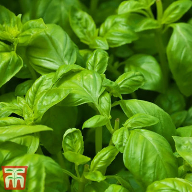 Image of Thompson & Morgan Herb Basil Devotion 1 Seed Packet (100 Seeds)