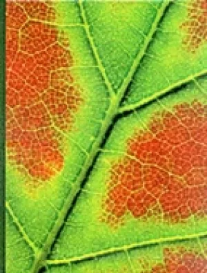 Image of plant physiology