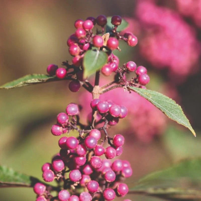 Image of Thompson & Morgan Callicarpa Bodinieri Profusion 9Cm Potted Plant X 2