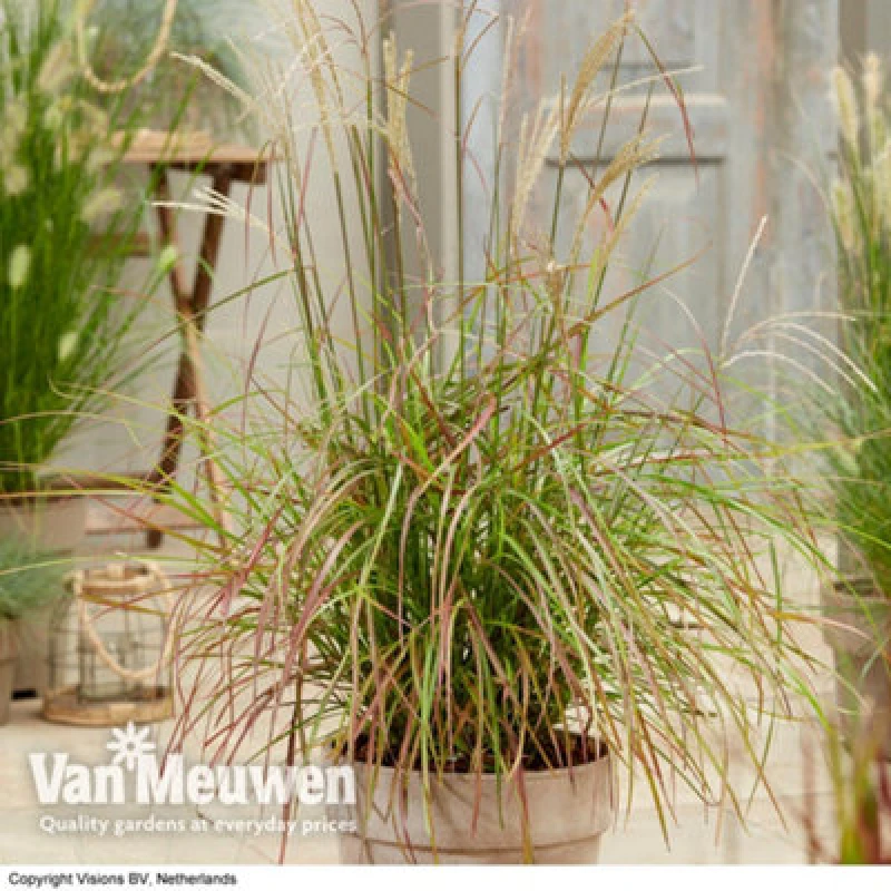 Image of Thompson & Morgan Miscanthus (Grass) Ruby Cute 12Cm Potted Plant X 1