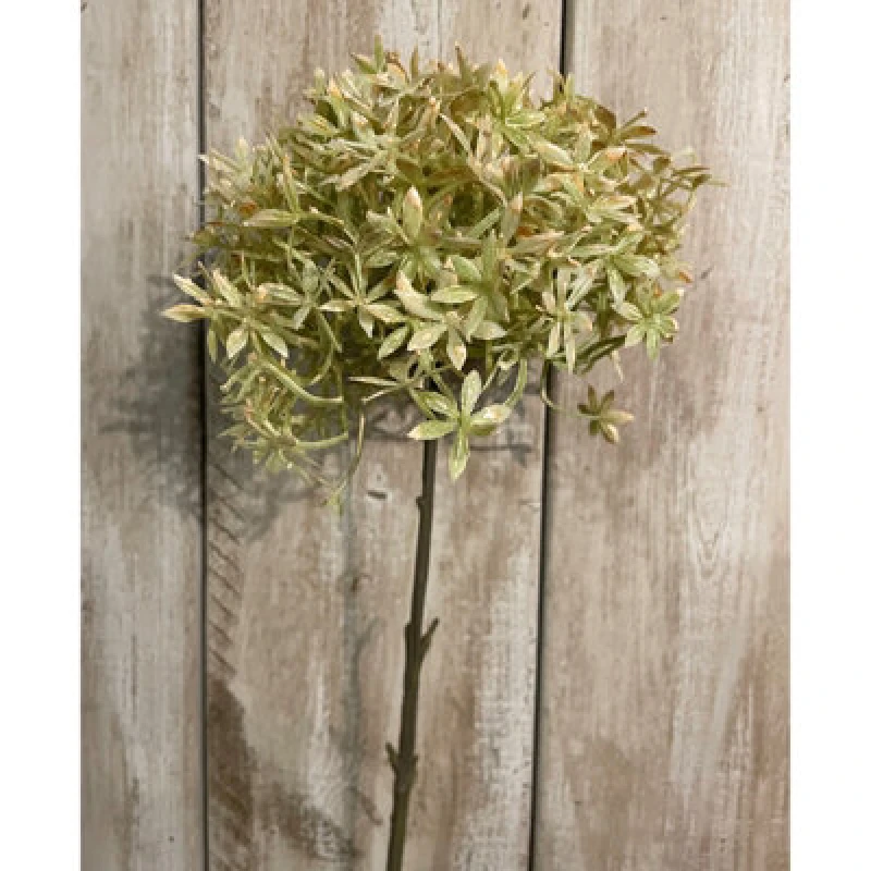 Image of Green And Beige Allium