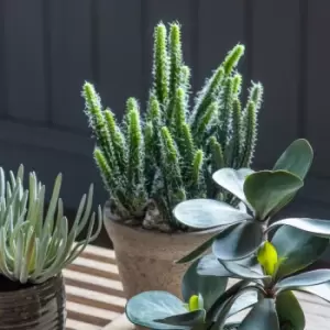 image of Crossland Grove Cactus Cereus W/ Cement Pot Large 200X200X360Mm