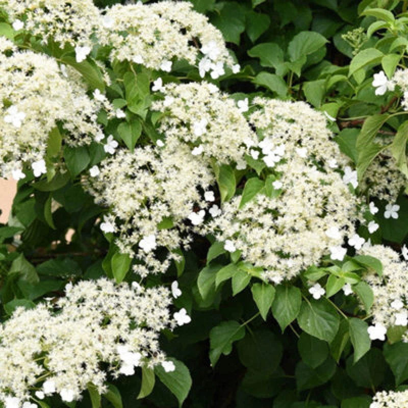 Image of You Garden Climbing Hydrangea (3 X 9Cm Pots) One Colour WHXWF Unisex