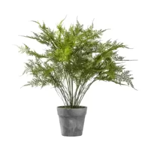 Image of Chelsea Fern Asparagus Small Green