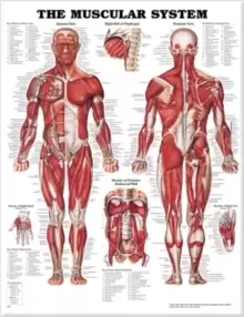 Image of The Muscular System Anatomical Chart