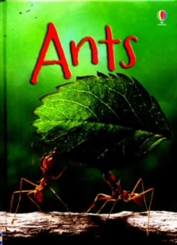 Image of Ants by Lucy Bowman Hardback
