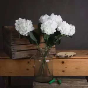 Image of White Small Head Hydrangea