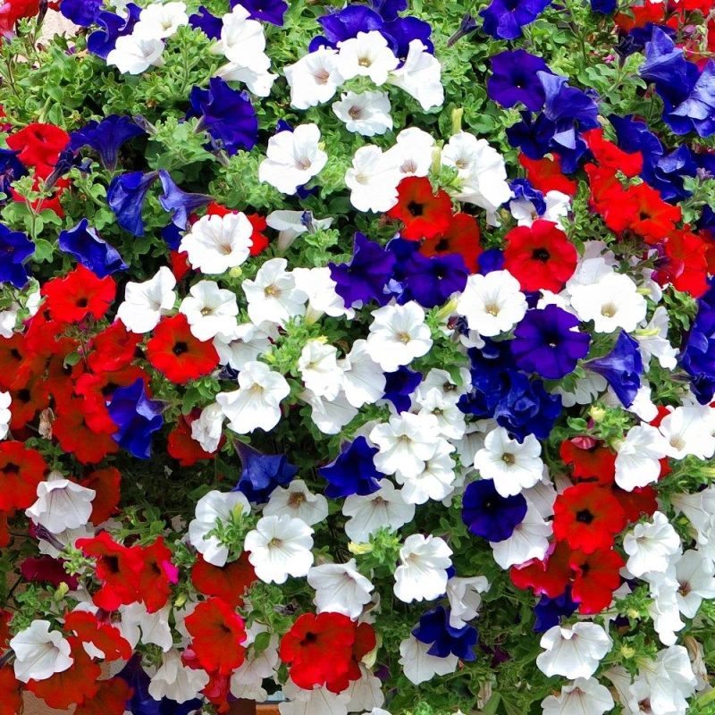 Image of YouGarden Petunia Hanging Basket Kit Multi unisex 18 plugs