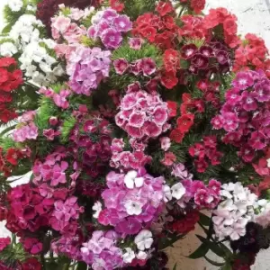 Image of You Garden YouGarden Sweet William Vesuvio Garden Ready Plants