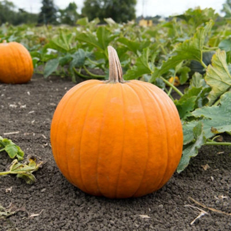 Image of Thompson & Morgan Fast-Growing Halloween Pumpkin Seeds - Deep Orange Fruits With Green Handles - Carving & Decor - 4 Seeds
