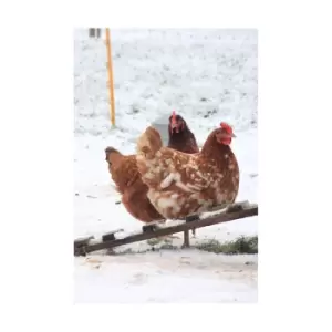 Image of Kevin Milner Christmas Greetings Card (One Size) (Multicoloured)