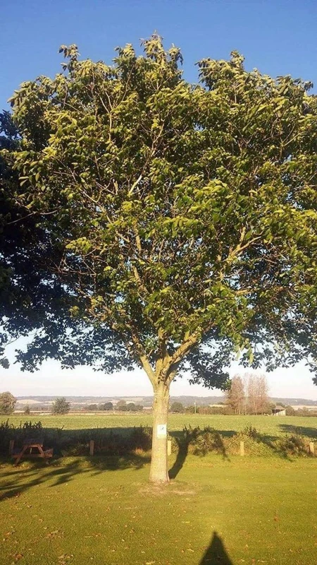 Image of F&G Supplies 10 x 40-60cm Walnut (Juglans Regia) Field Grown saplings Hedging Plants Tree Whip in Green Green Unisex