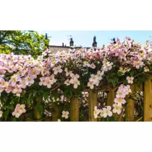Image of Thompson & Morgan Thompson and Morgan Clematis Montana Mayleen 7cm Pot x 1