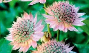 image of Astrantia Collection 9cm Pots, One Astrantia Star of Love, Pink