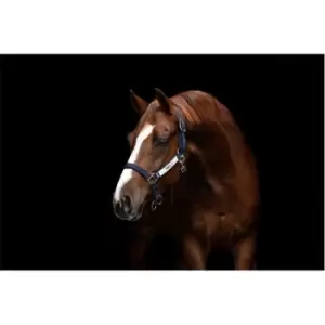 image of Horseware FS Headcollr 21 - Blue