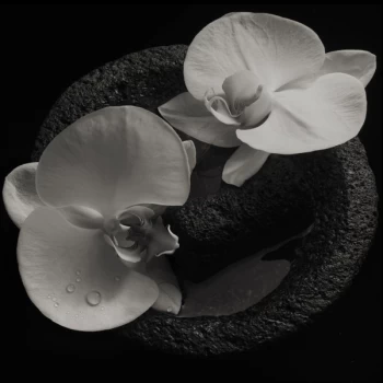 Image of Mike Patton, Jean-Claude Vannier - Corpse Flower Vinyl