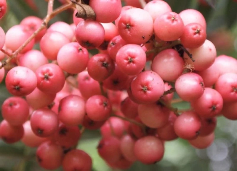 Image of Direct Plants Sorbus Pink Kirsten Mountain Ash Tree 5-6ft Supplied in a 7.5 Litre Pot in Green Green Unisex