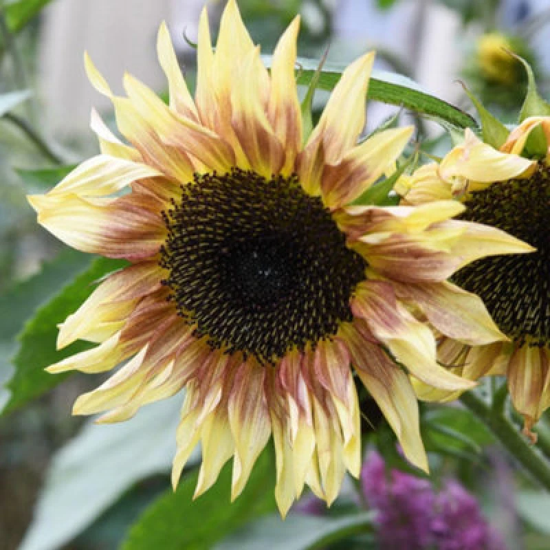 Image of Sunflower Cherry Rose Hardy Annual Pollen-Free Multi-Branching Rosy Flowers 1 Packet X 12 Seeds By Thompson & Morgan