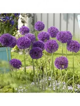 Image of Allium 'Purple Sensation' Bulbs X 35