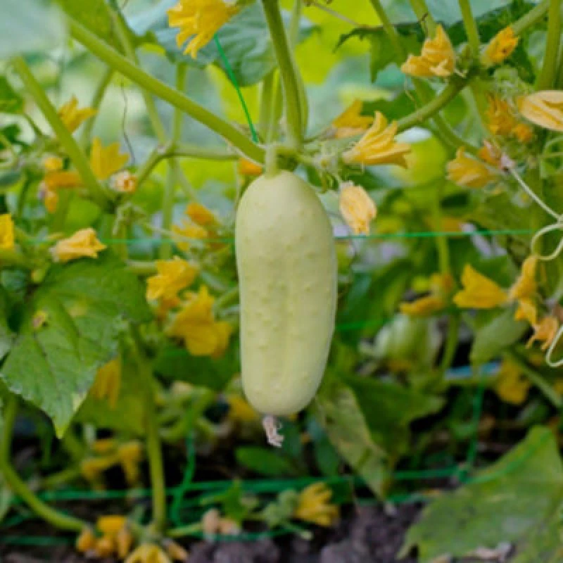 Image of Thompson & Morgan White Wonder Cucumber Heirloom Seeds - Crisp Sweet High Yield Easy Grow 1 Packet (15 Seeds)