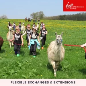 Image of Llama Trekking for Two