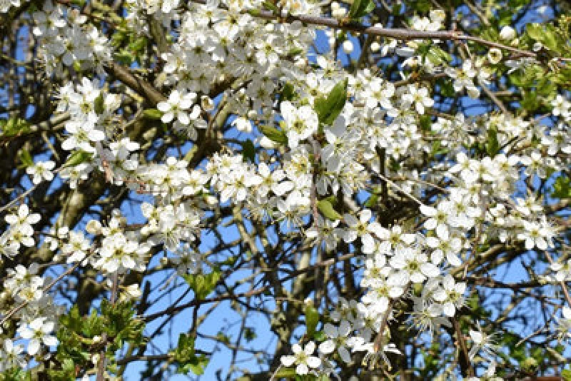 Image of Inspirational Gifting 1-2ft Hawthorn (Crataegus Monogyna) Wildlife Friendly Bare Root Hedging Plants - Pack Of 10