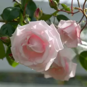 Image of YouGarden Climbing Rose 'New Dawn'