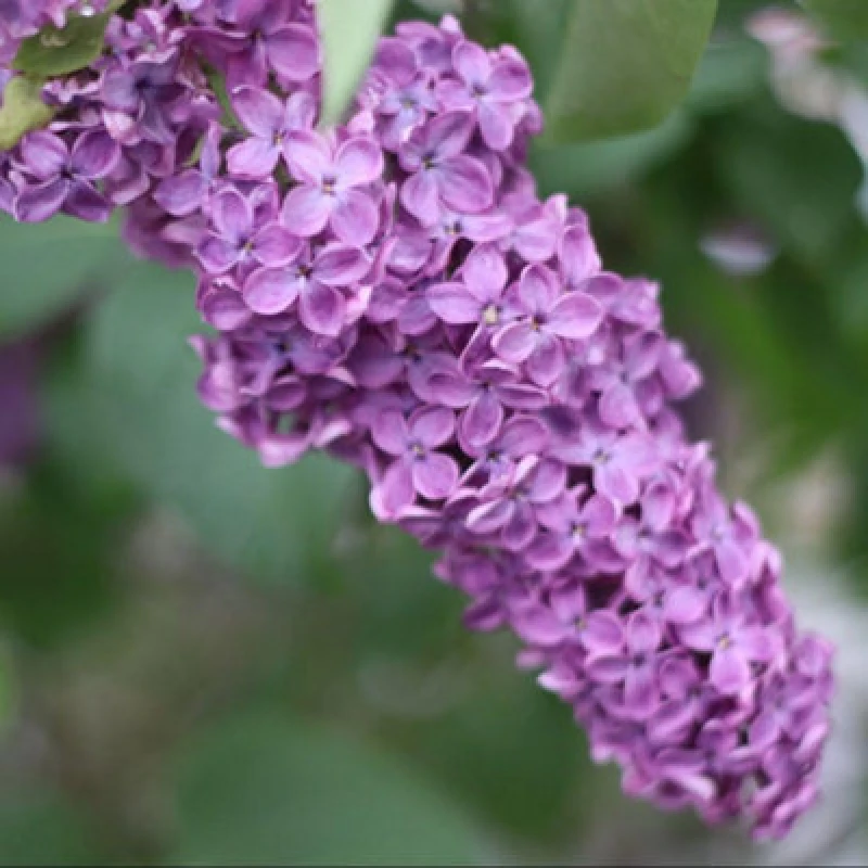 Image of Thompson & Morgan Syringa X Chinensis Saugeana 4 Litre Potted Plant X 1