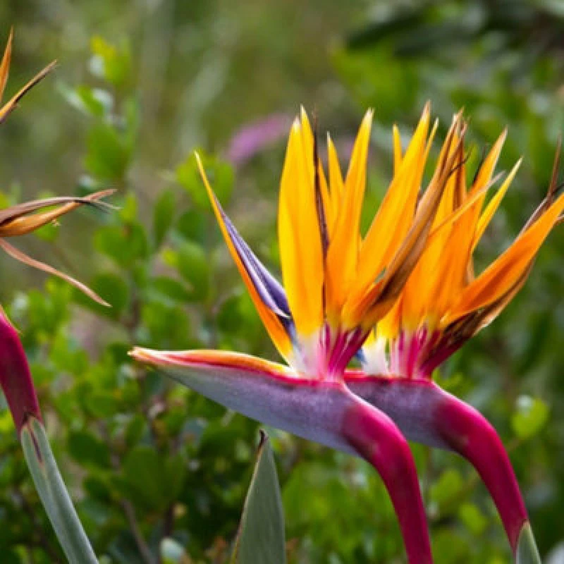 Image of Thompson & Morgan Strelitzia Bird Of Paradise 2 X 9Cm Potted Plants & Incredifeed