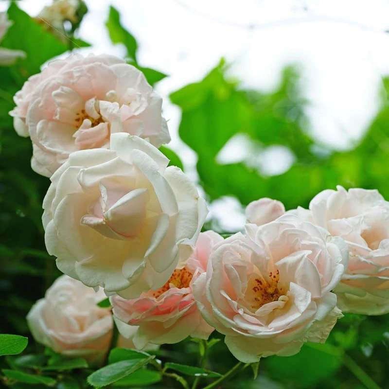 Image of YouGarden Rose Climbing New Dawn (4L Pot) Pink unisex 4L Pot