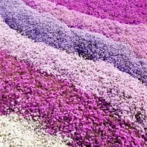 Image of YouGarden Phlox Collection 3x9cm Pots - Brown