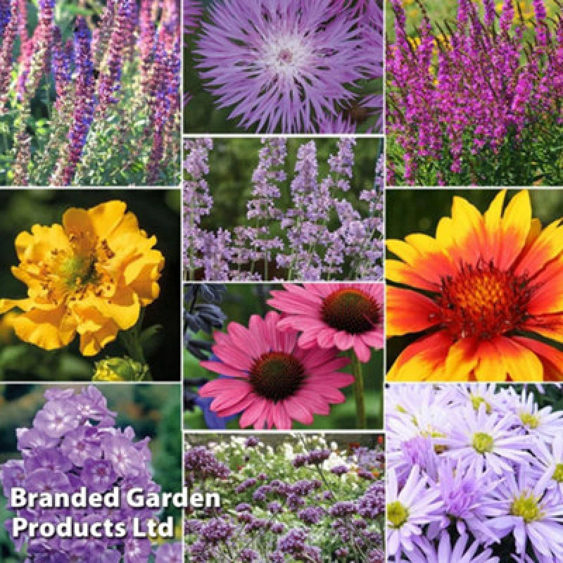 Image of Thompson & Morgan 18 Mixed Cottage Garden Perennials - Potted Plants (9Cm Pots) - Easy Care, Add Colour To Garden Borders