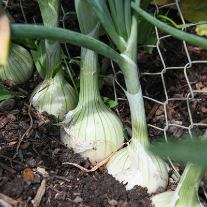 Image of Thompson & Morgan Salad Onion Starlight Seeds - Hardy Winter Variety For Overwintering & Early Spring Sowings - 200 Seeds